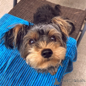 Photo №2 de l'annonce № 136289 de la vente yorkshire terrier - acheter à La Grande-Bretagne annonce privée