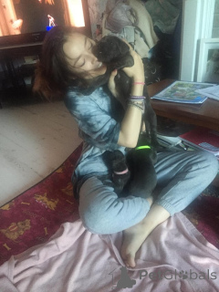 Photo №3. Beaux chiots Cane Corso ayant besoin d'un foyer heureux.. Espagne