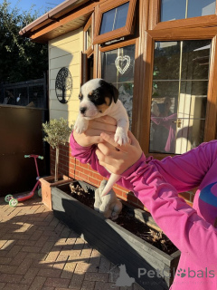 Photo №1. jack russell terrier - à vendre en ville de Arkansas City | 484€ | Annonce №174592