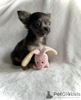 Photo №1. chihuahua - à vendre en ville de Texas City | 284€ | Annonce №105228