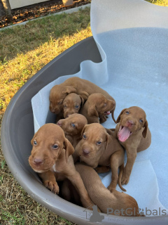 Photo №2 de l'annonce № 114216 de la vente chien à loutre - acheter à Serbie 