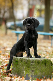 Photos supplémentaires: Chiots Cane Corso italien