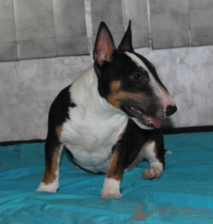 Photo №3. Chiots bull terrier miniatures. Serbie