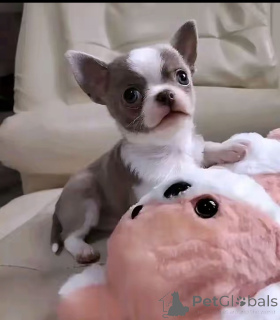 Photo №1. chihuahua - à vendre en ville de Washington | 775€ | Annonce №172590