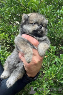 Photos supplémentaires: Chiots de Poméranie