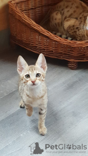 Photo №3. Chatons Savannah vaccinés à vendre à des foyers bienveillants. USA