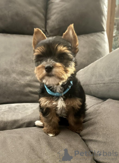 Photo №1. yorkshire terrier - à vendre en ville de Nuremberg | 350€ | Annonce №56605