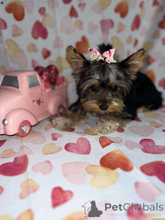 Photo №1. yorkshire terrier - à vendre en ville de Commissie Nek | 680€ | Annonce №137065