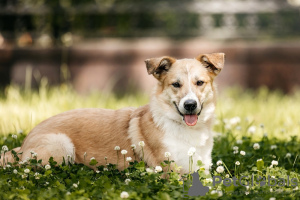 Photos supplémentaires: Les chiots Yuchi et Miyuki recherchent une personne !