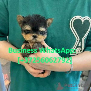 Photo №1. yorkshire terrier - à vendre en ville de Helsinki | 450€ | Annonce №121088