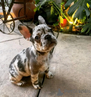 Photo №1. bouledogue - à vendre en ville de Ливерпуль | 550€ | Annonce №13487