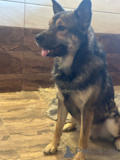 Photo №3. Mukhtar cherche une maison.. Fédération de Russie