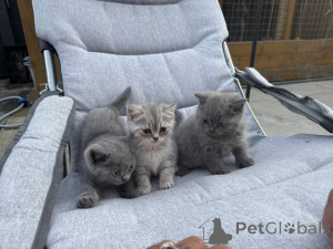 Photo №1. british shorthair - à vendre en ville de Hambourg | 250€ | Annonce № 153883
