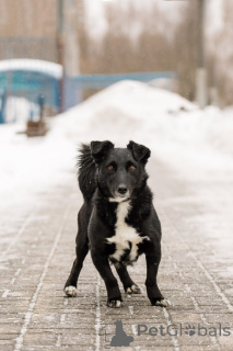 Photo №2 de l'annonce № 165048 de la vente chien bâtard - acheter à Fédération de Russie annonce privée, de l'abri