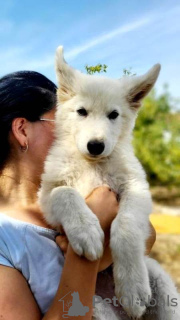 Photo №4. Je vais vendre berger blanc suisse en ville de Belgrade.  - prix - négocié