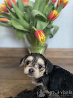 Photos supplémentaires: Chiots d'un chien chinois à crête