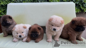 Photo №1. chow-chow - à vendre en ville de Aleksinac | négocié | Annonce №119008