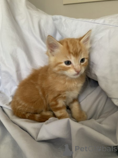 Photo №2 de l'annonce № 135178 de la vente maine coon - acheter à Allemagne annonce privée, de la fourrière, de l'abri, éleveur