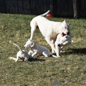Photo №1. dogue argentin - à vendre en ville de Beaufort | négocié | Annonce №169457