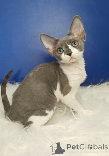 Photo №2 de l'annonce № 135434 de la vente devon rex - acheter à Allemagne annonce privée