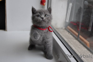 Photo №1. british shorthair - à vendre en ville de Bad Vöslau | négocié | Annonce № 168308