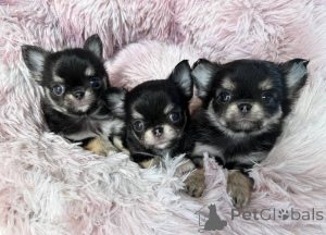 Photo №1. chihuahua - à vendre en ville de Friedberg (Hessen) | négocié | Annonce №164720