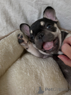 Photo №3. Chiots bouledogue français de race pure Réservez le vôtre maintenant. République Tchèque