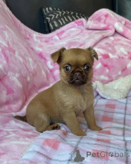 Photo №3. Mignons chiots Griffon de Bruxelles à vendre. WhatsApp professionnel. Lituanie