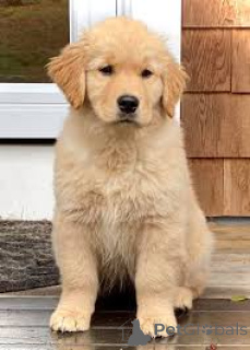 Photo №2 de l'annonce № 164092 de la vente golden retriever - acheter à Belgique annonce privée, éleveur