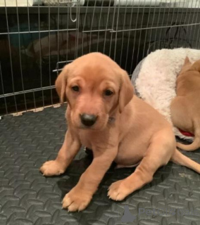 Photo №1. labradoodle - à vendre en ville de Manille | 380€ | Annonce №158896