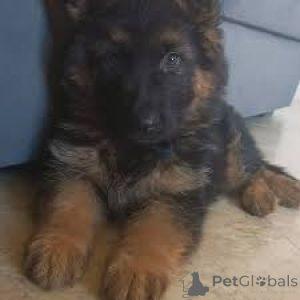 Photo №3. Preciosos cachorros de pastor alemán en vente. Portugal