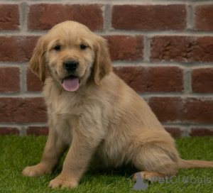 Photo №1. golden retriever - à vendre en ville de Dubaï | négocié | Annonce №158654