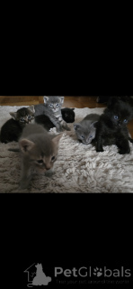 Photo №4. Je vais vendre siamois en ville de Carouge.  - prix - 650€