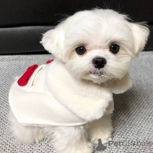 Photo №2 de l'annonce № 167175 de la vente bichon maltais - acheter à La finlande annonce privée, de l'abri