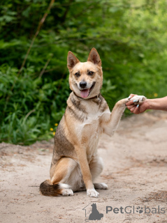 Photo №1. chien bâtard - à vendre en ville de Rivière moscou | Gratuit | Annonce №145515