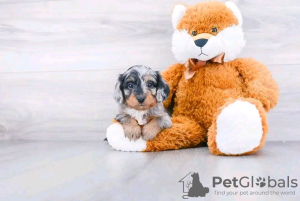 Photo №1. teckel - à vendre en ville de Virginia Beach | 638€ | Annonce №132240