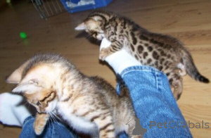 Photo №1. bengal - à vendre en ville de Korschenbroich | Gratuit | Annonce № 169480