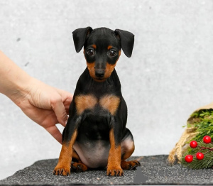 Photo №1. pinscher miniature - à vendre en ville de Texas City | 804€ | Annonce №126298