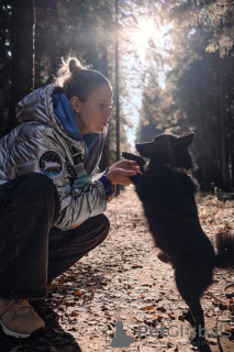 Photos supplémentaires: Schipperke Venya est à la recherche d'un logement.