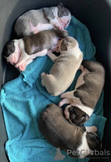 Photo №2 de l'annonce № 133353 de la vente terrier de boston - acheter à Allemagne annonce privée