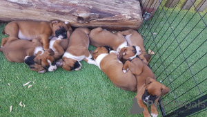 Photo №4. Je vais vendre boxer en ville de Gotland. annonce privée, éleveur - prix - 600€