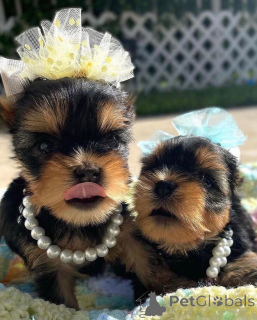 Photo №2 de l'annonce № 166142 de la vente biewer yorkshire terrier - acheter à USA éleveur