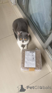 Photo №2 de l'annonce № 168168 de la vente british shorthair - acheter à Belgique annonce privée