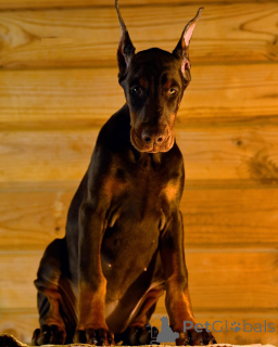 Photo №3. Dobermann FCI Top Puppy Doberman. Allemagne