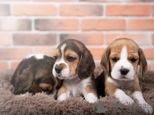 Photo №3. De mignons chiots beagle en bonne santé sont maintenant disponibles à la vente. Allemagne