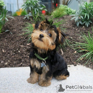 Photo №1. yorkshire terrier - à vendre en ville de Reykjavík | négocié | Annonce №77721