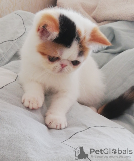 Photo №1. exotic shorthair - à vendre en ville de Minsk | 1500€ | Annonce № 113690