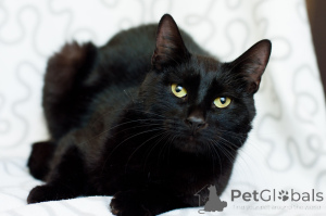 Photo №4. Je vais vendre  en ville de Minsk.  - prix - Gratuit