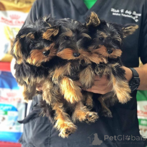 Photo №1. yorkshire terrier - à vendre en ville de Helsinki | Gratuit | Annonce №172398