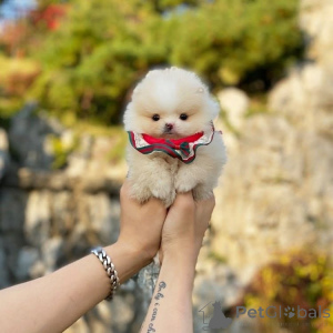 Photo №1.  - à vendre en ville de Atlanta | négocié | Annonce №161681